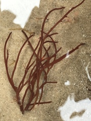 Sarcodiotheca