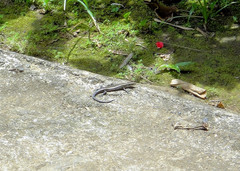 Emoia caeruleocauda