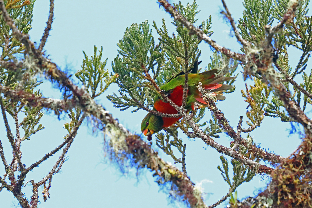 Orange-Billed Lorikeet