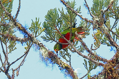 Orange-Billed Lorikeet photo 1