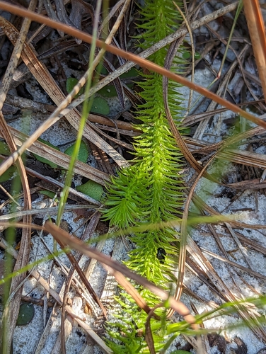 Image of Lycopodiella prostrata by (c) Alison Northup, some rights reserved (CC BY)