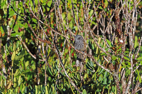 Ptiloprora perstriata