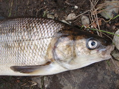 Coregonus clupeaformis