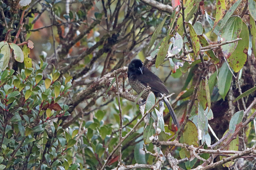 Astrapia splendidissima