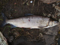 Coregonus clupeaformis