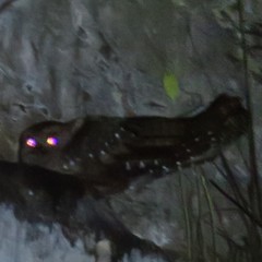 Steatornis caripensis