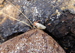 Paguroidea