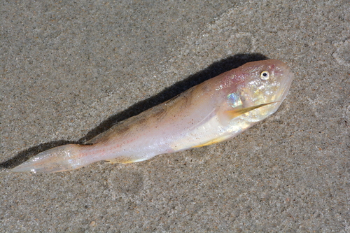 Botervis (Nebris microps) — Sciaenidae