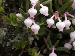 Andromeda polifolia polifolia