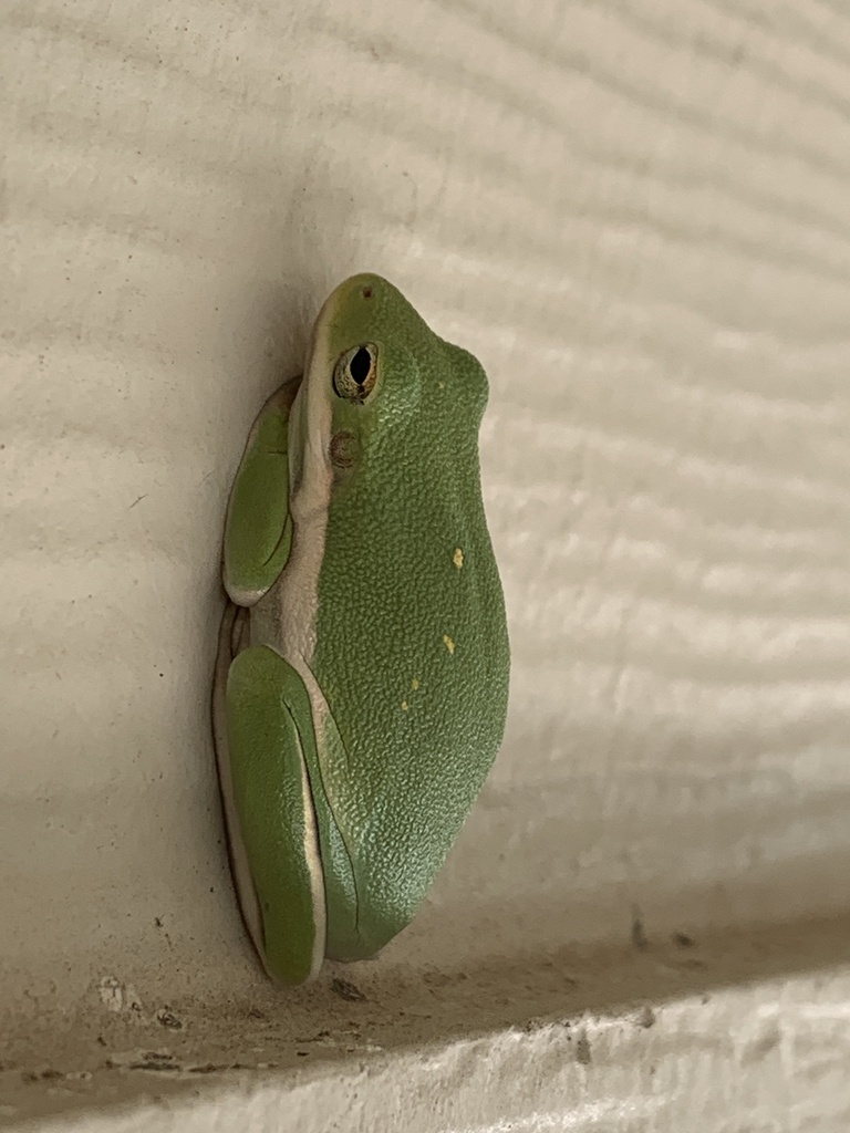 Green Treefrog from Park Rd 2, Ganado, TX, US on August 10, 2023 at 04