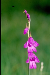 Gladiolus imbricatus