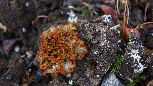 Chocolate Chip Lichen (Solorina crocea)