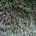 Bryoxiphium norvegicum japonicum - Photo (c) Mike, some rights reserved (CC BY-NC), uploaded by Mike