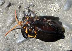 Tessaratomidae