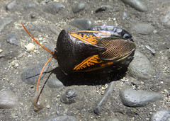 Tessaratomidae
