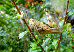 Cyrtacanthacridini