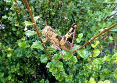 Cyrtacanthacridini