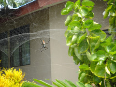 Cyrtophora moluccensis