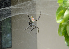 Cyrtophora moluccensis