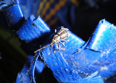 Curculionidae