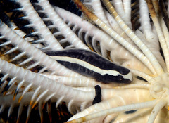 Crinoid Clingfish photo 2