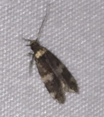 Oegoconia novimundi