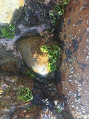 Ulva californica