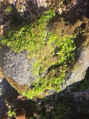 Ulva californica
