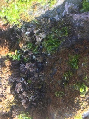 Ulva californica