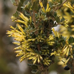 Cestrum elegans