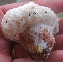 Entoloma abortivum image
