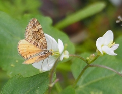 Epirrhoe plebeculata