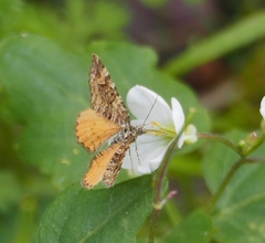 Epirrhoe plebeculata