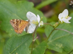 Epirrhoe plebeculata