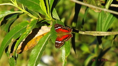 Anartia amathea