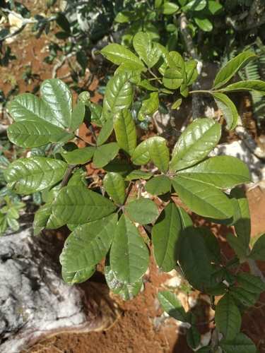 Tabebuia berteroi