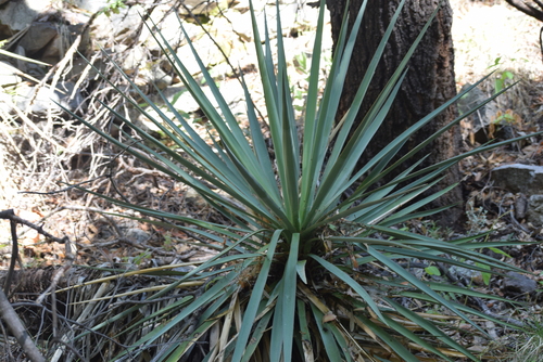 Image of Yucca madrensis by (c) William Harmon, some rights reserved (CC BY)