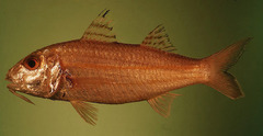 Sulphur Goatfish photo 2