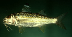Sulphur Goatfish photo 3