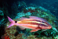 Japanese Goatfish photo 2