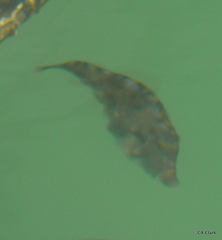 Meuschenia trachylepis