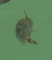 Meuschenia trachylepis