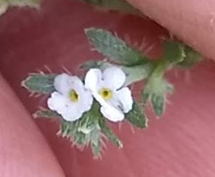 Pectocarya peninsularis