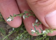 Pectocarya peninsularis