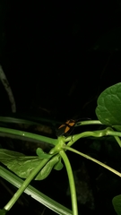 Oncopeltus orourkeae