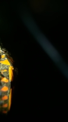 Oncopeltus orourkeae