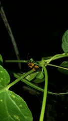 Oncopeltus orourkeae