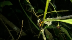 Oncopeltus orourkeae