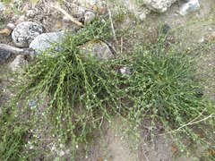 Pectocarya heterocarpa