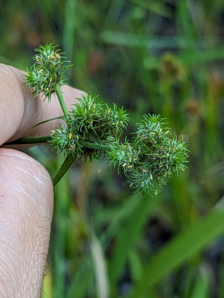 Normal Rushes rushes in August 2023 by Alison Northup · iNaturalist